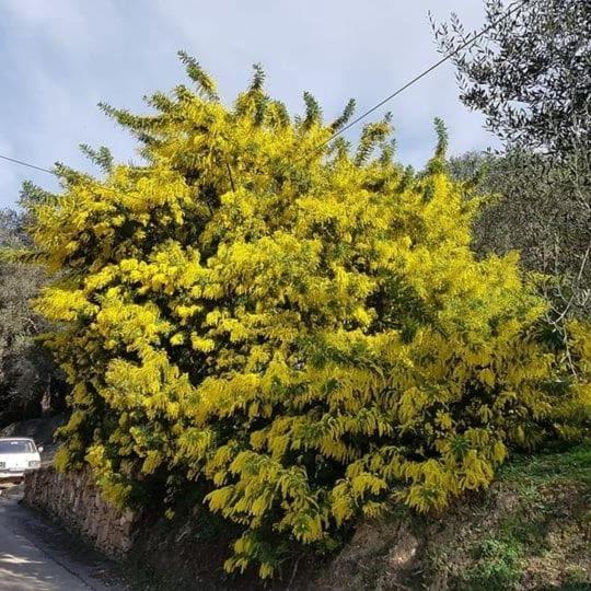 Spiti Melianou Apartamento Agios Georgios Pagon Exterior foto